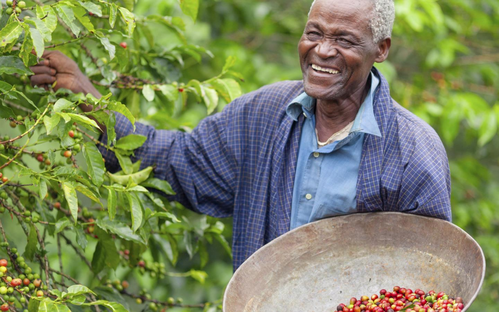 Weekly Coffee Prices Rise At Nairobi Coffee Exchange Auction