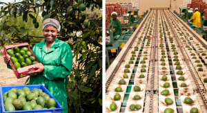 Lower Avocado Production to Hit Kakuzi Earnings