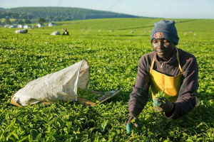 Smallholder Tea Farmers to Receive Sh3 billion